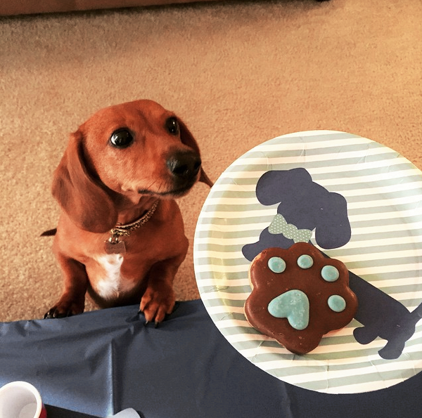 Dachshund shop paper plates