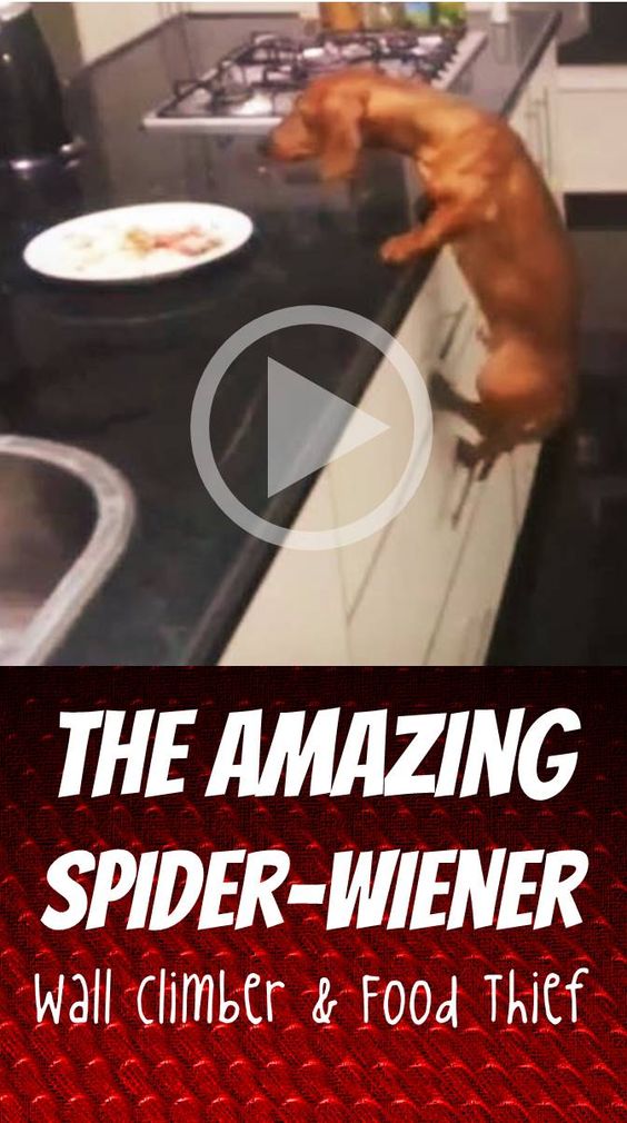 Amazing Spider-Wiener - Wall Climber & Food Thief