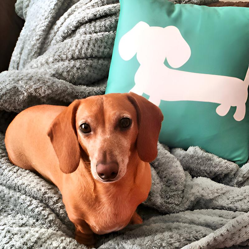 Dachshund Pillows & Doxie Cushions