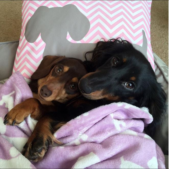 Pink & Gray Chevron Dachshund Pillow, The Smoothe Store