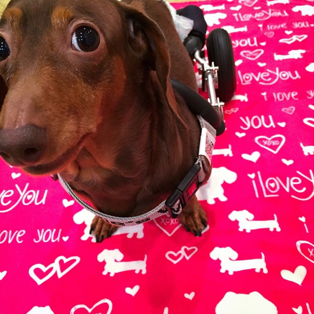  Meet Gentle Cute Dachshund Dog Blanket Gifts, Super