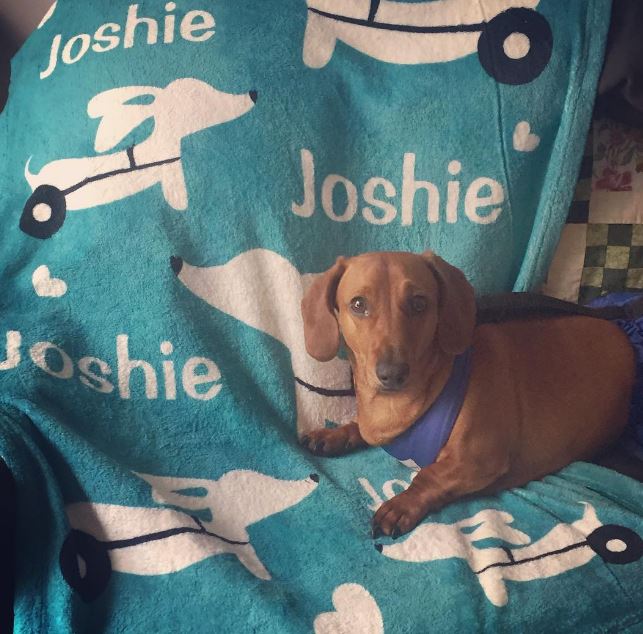 Dachshund Memorial Blankets